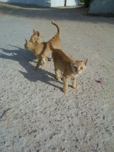 ils sont trop mignons