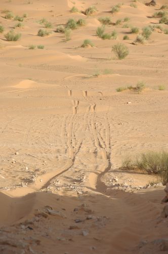 Ride across the dunes
