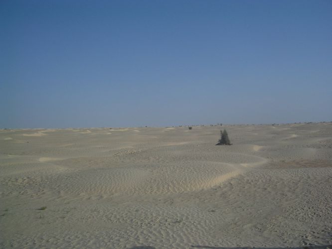 Dromadaire