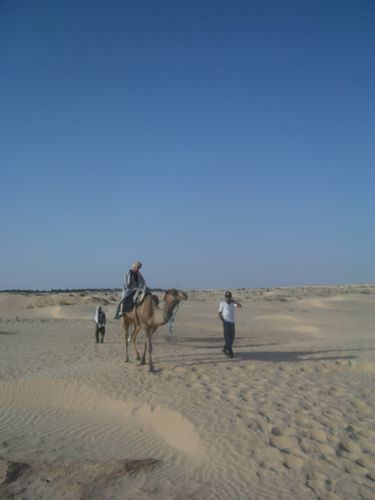 Dromadaire