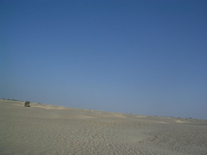 Dromadaire