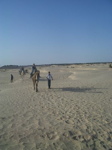 Dromadaire