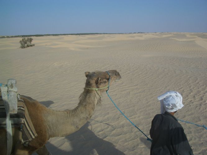 Dromadaire