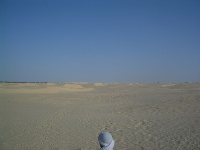 Dromadaire