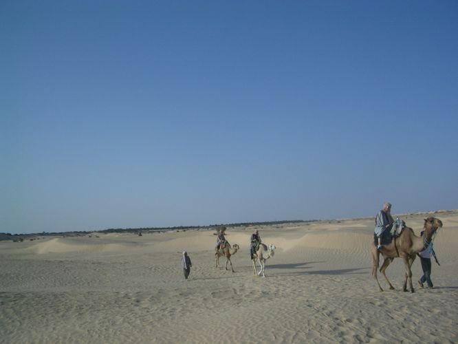 Dromadaire