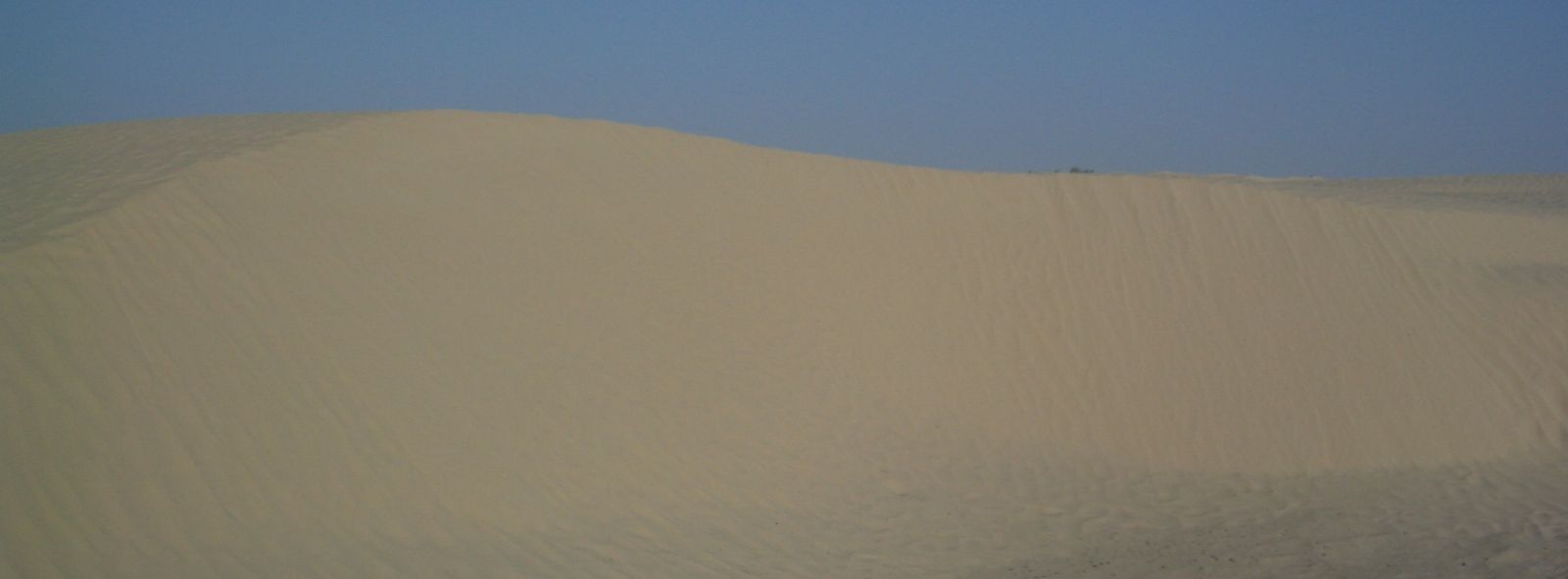 Dromadaire