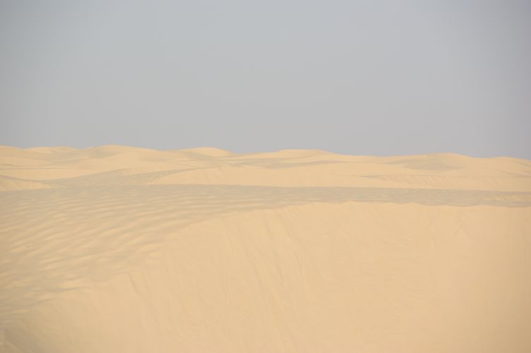 Dromadaire