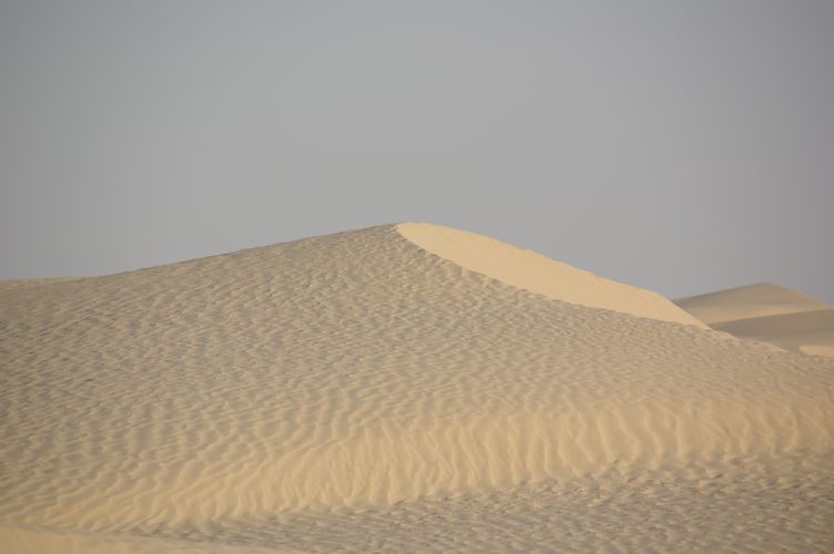 Dromadaire