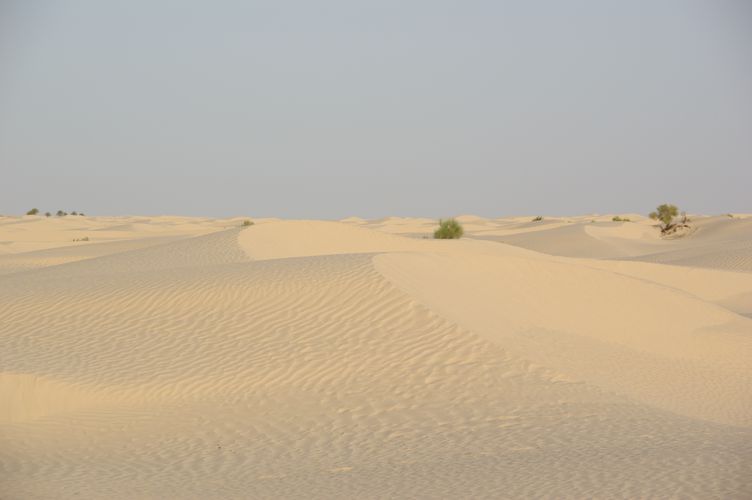 Dromadaire