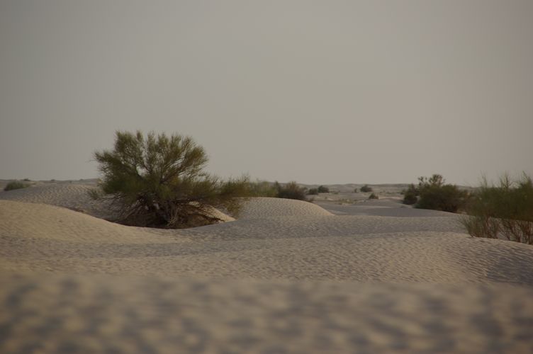 Dromadaire