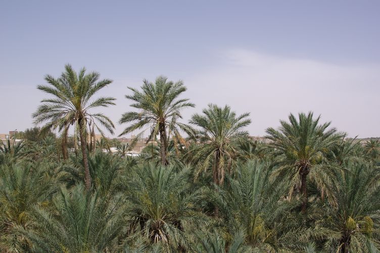 Nefta
