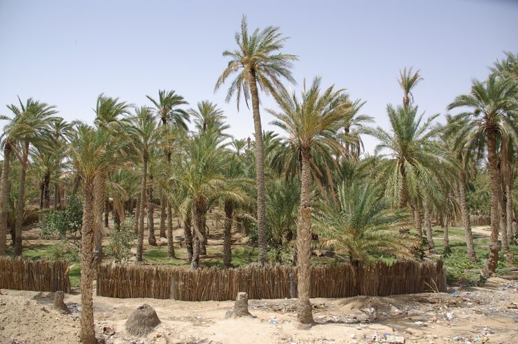 Nefta