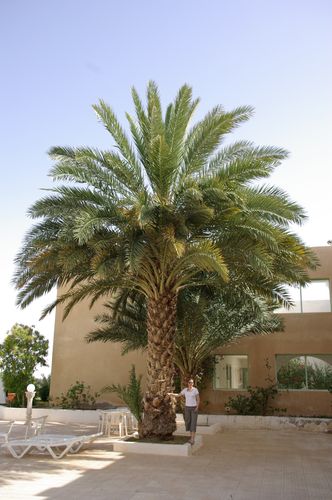 Nefta