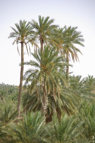 Nefta