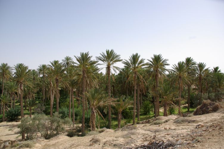 Nefta
