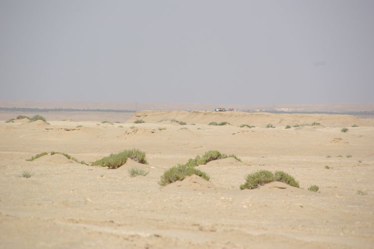Excursion dans les dunes