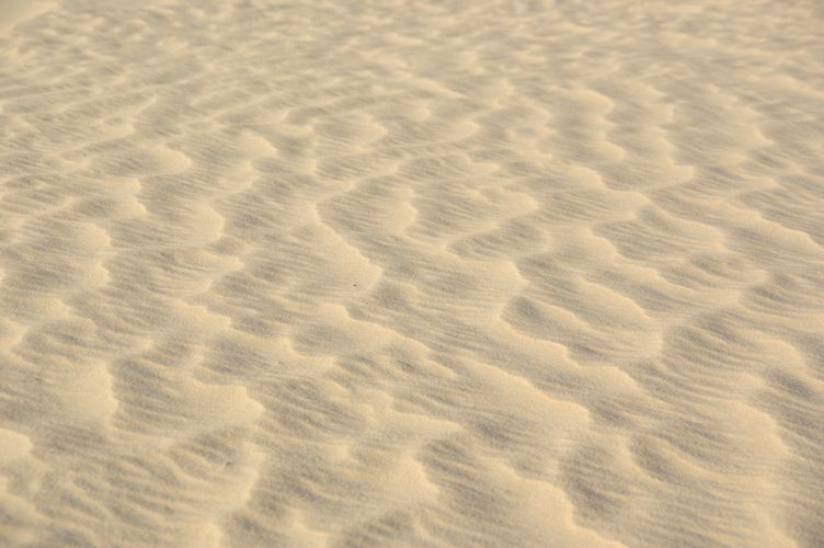 Excursion dans les dunes