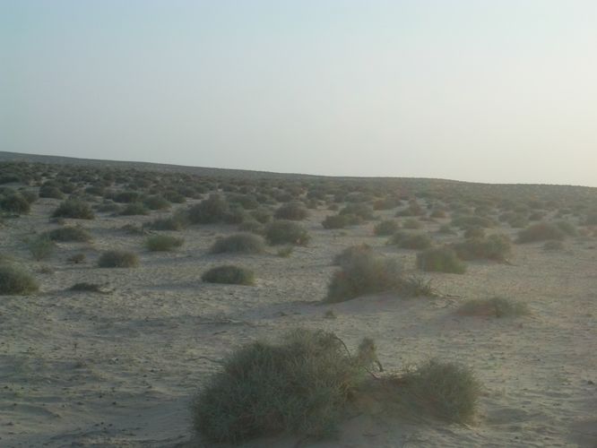 Excursion dans les dunes