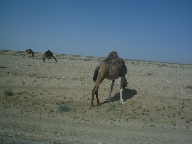 Route vers Chebika