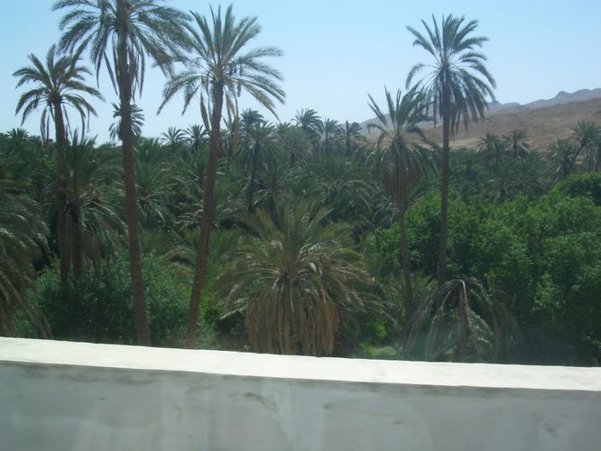 Tamerza