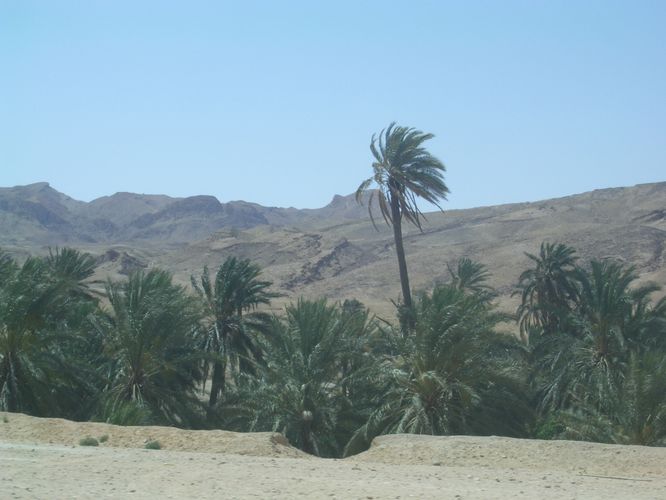 Tamerza