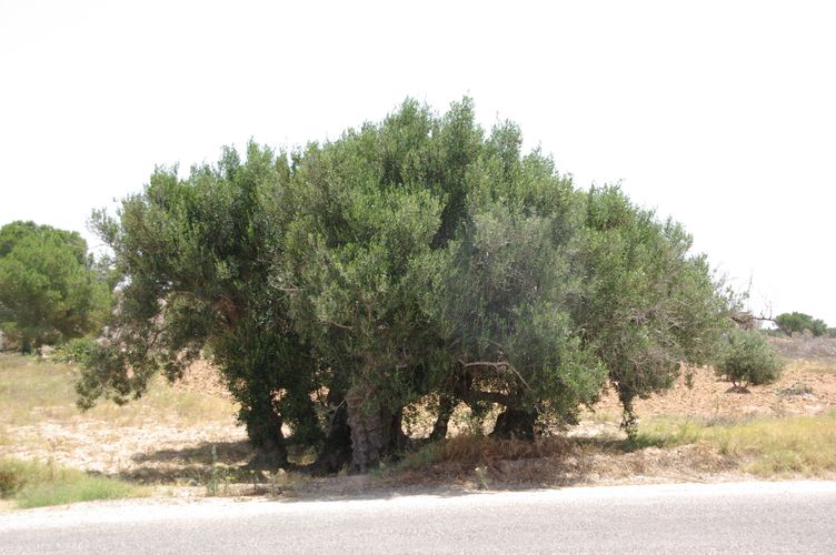 Djerba