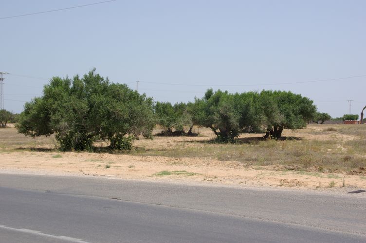 Djerba