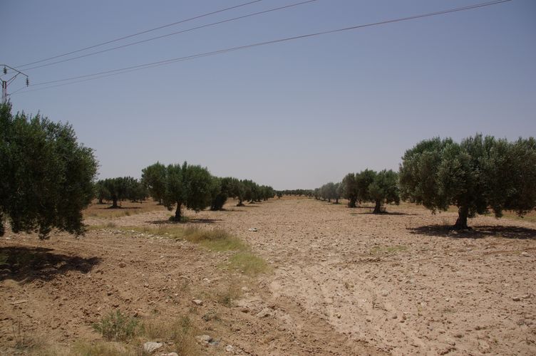 Djerba
